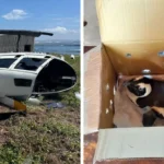 Loose Penguin In Cardboard Box Causes Helicopter Crash