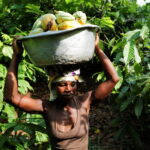 Climate Disasters Trigger Food Price Explosions Worldwide From Rice to Coffee